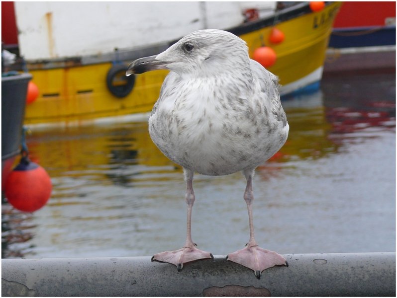 Ach immer dieser Nieselregen. In Mallaig/Scotland (08/2008)