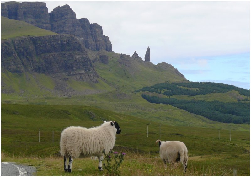Auch hier sind die Schafe allgegenw�rtig, beim Old man of Storr, der Felsnadel im Hintergrund. (06.08.2008)