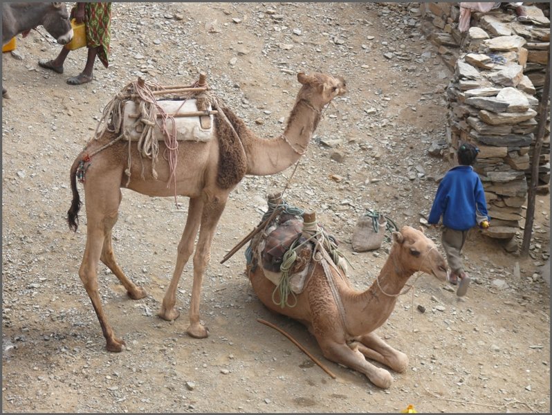 Auch Kamele werden zum Transport von allerlei Waren eingesetzt. (01.11.2008)