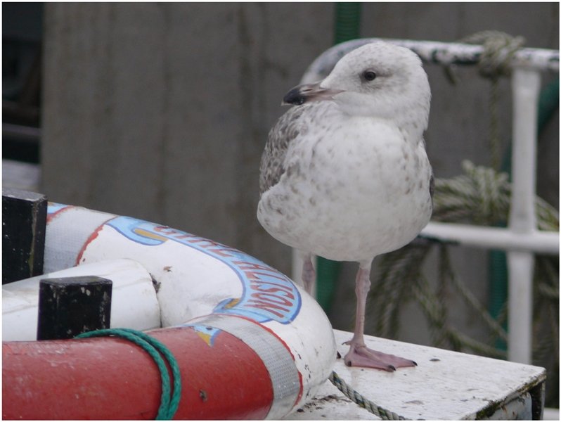 Blinder Passagier im Hafen von Mallaig/Scotland. (08/2008)