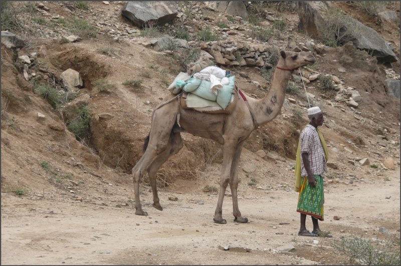 Das  W�stenschiff  ist auch �berall anzutreffen, mit Vorliebe entlang des Bahnk�rpers. (29.10.2008)