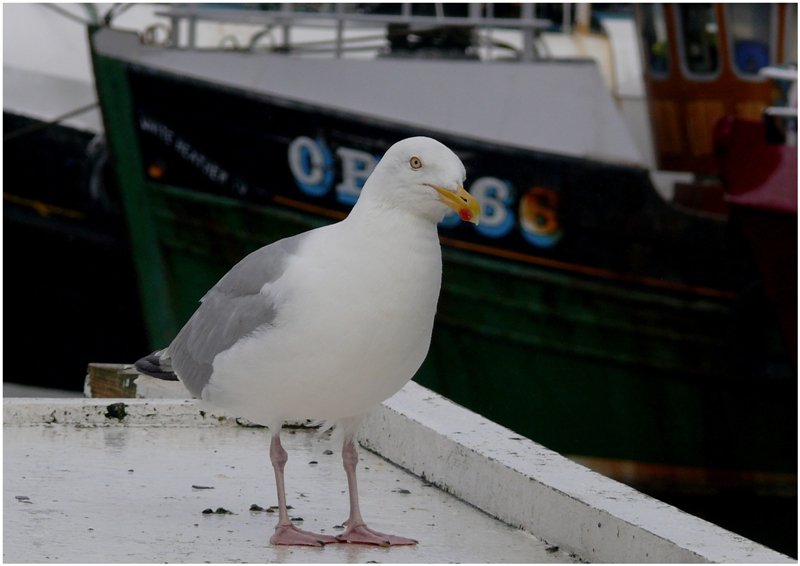 Die M�we mit dem roten Punkt in Oban/Scotland (08/2008)