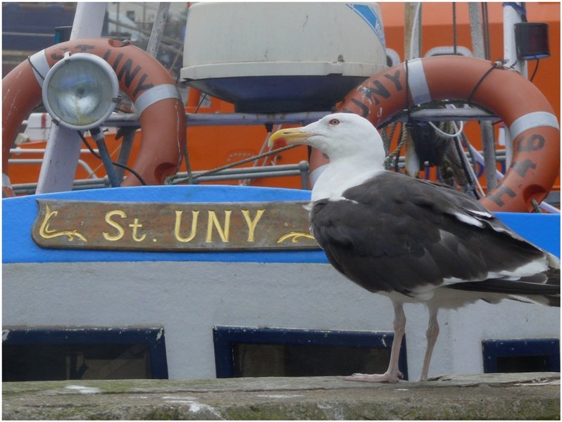 Im Hafen von Oban/Scotland (08/2008)