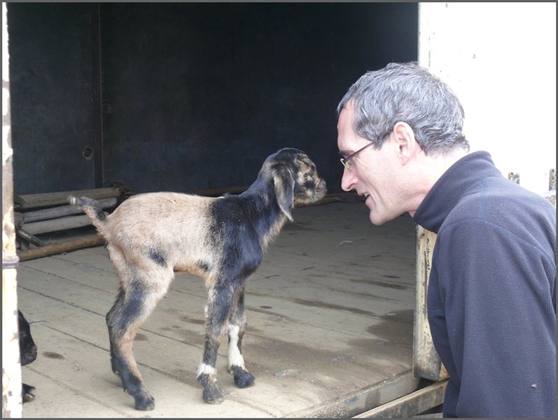 Junge Geissen haben sich einen ausrangierten G�terwagen in Arbaroba als Unterschlupf ausgesucht. Peter nimmt einen ganz genauen Augenschein. (01.11.2008)