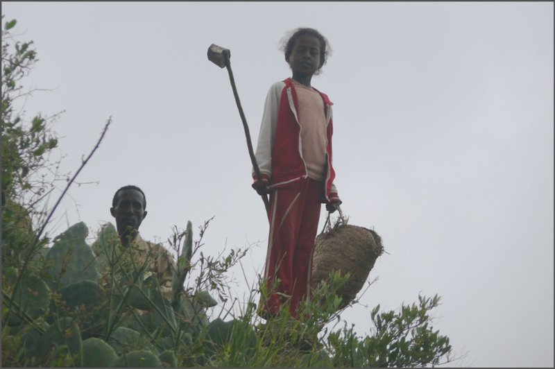 Kakteenpfl�ckerin bei Arbaroba. Mit Hilfe der Stange mit der B�chse werden die Fr�chte von den stacheligen Kakteenbl�ttern geholt. (28.10.2008)