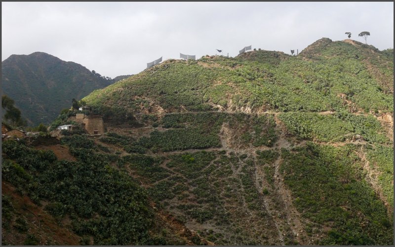 Links im Einschnitt befindet sich der Bahnhof Arbaroba und rechts davon gehts 1000m in die Tiefe. Auf dem Gebirgskamm oberhalb des Kakteenwaldes werden mit Netzen die Wolken  gemolken , um Wasser zu gewinnen. Das gleiche Prinzip wird in der Atacama W�ste in Nordchile angewandt, wo auch aufsteigender Nebel aus den tieferliegenden Gebieten an den Netzen kondensiert. (29.10.2008)