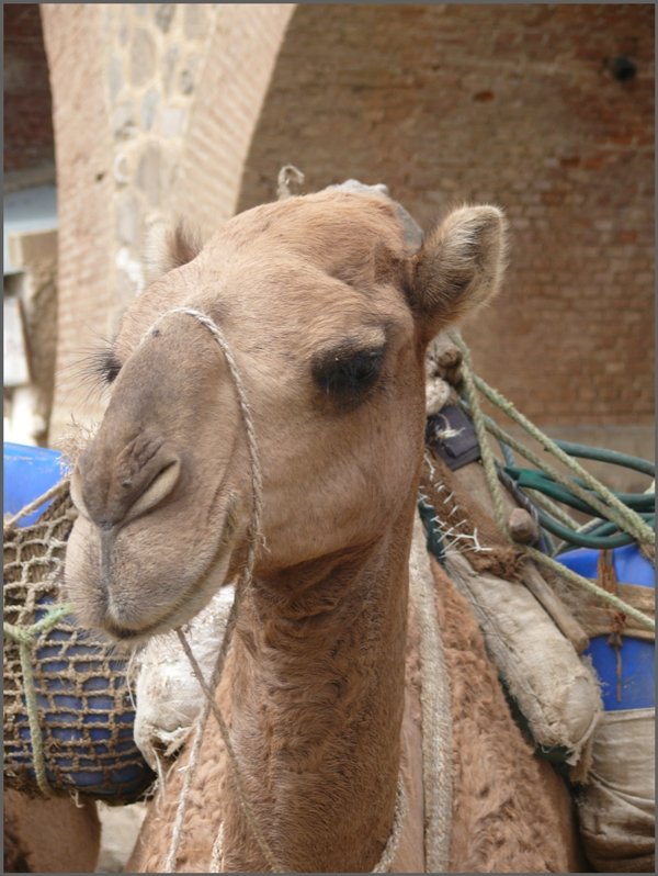 Man weiss nie so richtig was es denkt, dieses  Pokerface . (01.11.2008)