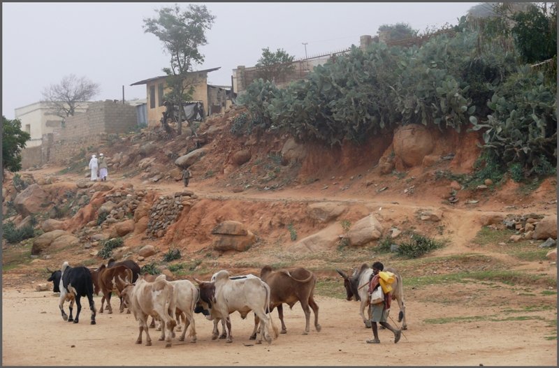 Rinderherde in Nefasit.Ich frag mich immer wieder, was die Viecher wohl fressen, denn das sp�rliche gr�n ist meist stachelig.(30.10.2008)