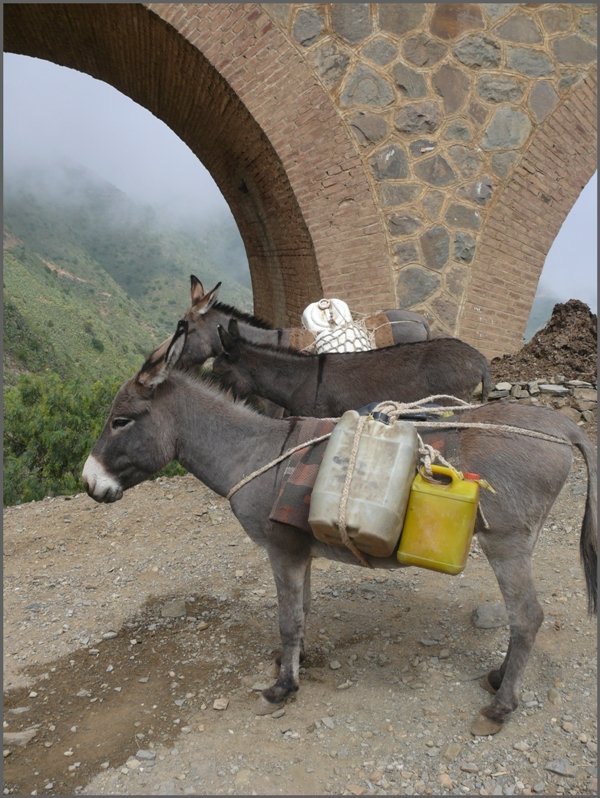 Stoisch und geduldig warten sie auf den Abstieg ins Tal. (01.11.2008)
