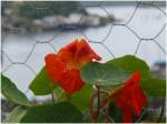 Kapuzinerblumen �ber dem Hafen von Oban.