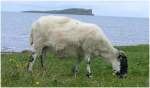 Ein Schaf bei Staffin. (07.08.2008)